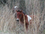 Click to see 03 Chincoteague 03.JPG